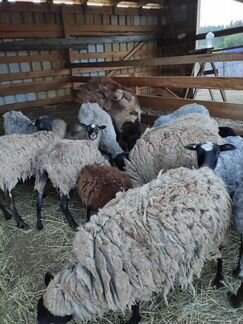 Романовские овцы и идельбаевский баран - фотография № 1