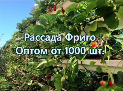 Клубника