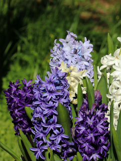 Гиацинт,красный,темно-синий,голубой,белый