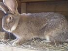 Кролики породы фландер на племя объявление продам