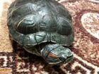 Черепаха сухопутная красноухая