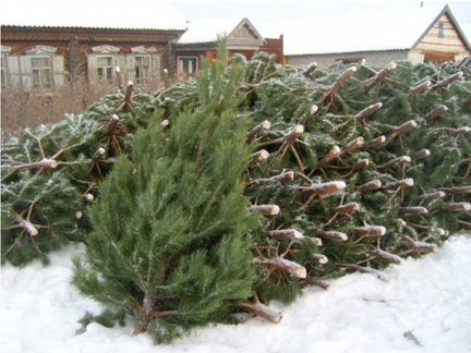 Ель Елка Сосна Живая Новогодняя Оптом