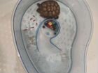 Красноухая черепаха с аквариумом бесплатно объявление продам