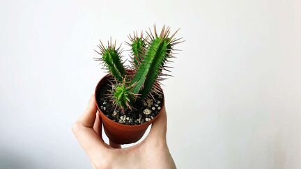 Эуфорбия энопла