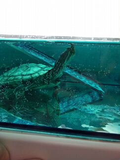 Красноухая общительная черепаха с аквариумом