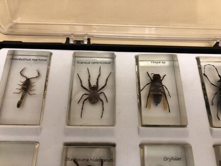 Коллекция насекомых Деагостини