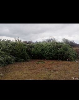 Живые елки и пихты