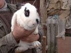 Продам кроликов на племя объявление продам