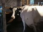 Корова хорошая высокоудойная