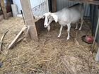 Зааненско-нубийская коза