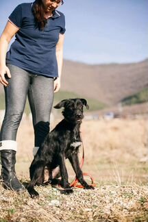 Челси Дратхаар 8 месяцев собака из приюта бесплатн