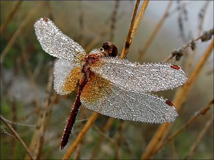 Подвеска Солнечная стрекоза (стекло)