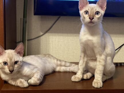 Снежные бенгальские котята