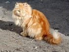 Шикарный рыжий пушистый молодой кот с шелковистой