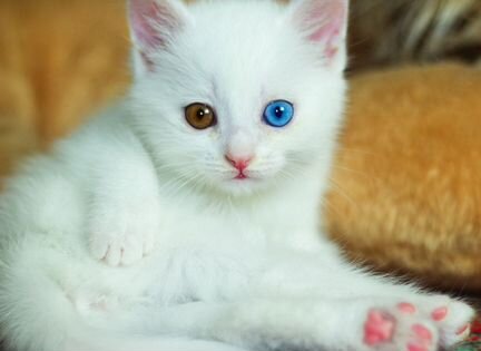 Продам эксклюзивных белых котят Као Мани