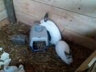 Калифорнийских кролей семья объявление продам