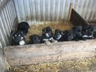 Продаются щенки восточно-европейской овчарки объявление продам