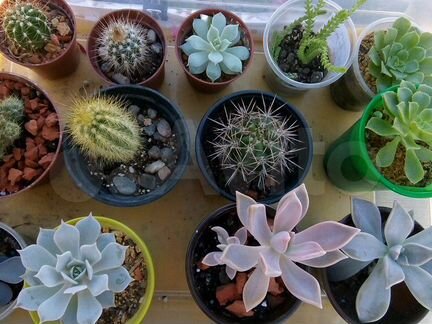 Кактусы и суккуленты
