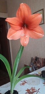 Гиппеаструм