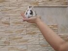 Крольчата с белыми ушками объявление продам