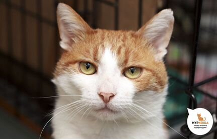 Котик Гоголь с удовольствием готов поведать Вам не