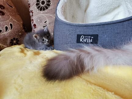 Отдам котенка сибирской породы