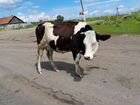Продам корову первотёлка