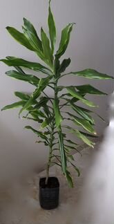 Драцена с жёлтой каймой