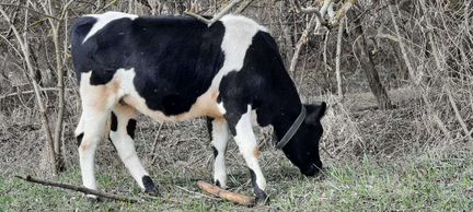 Корова стельная, бычок - фотография № 1