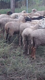 Овцы бараны ягнята оптом и в розницу - фотография № 4