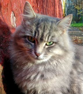 Котя - ласковый пушистик