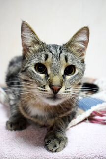 Котик Роки 1,5 года ищет дом