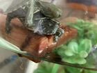 Черепаха красноухая водная