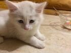 Белые котята черным пятнышком на голове объявление продам