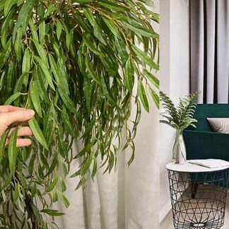 Ива Плакучая иск - растение для дома