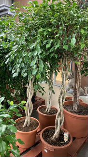 Фикус Экзотик H-150см