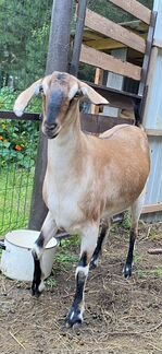 Англо нубийская коза - фотография № 1