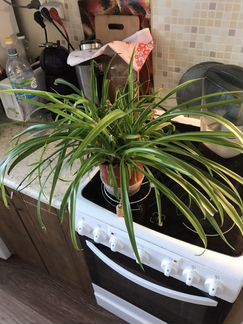 Хлорофитум