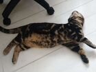 Бенгальский котик на вязку. Окрас мрамор объявление продам