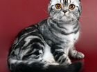 Шотландская вислоухая кошка, вязка объявление продам