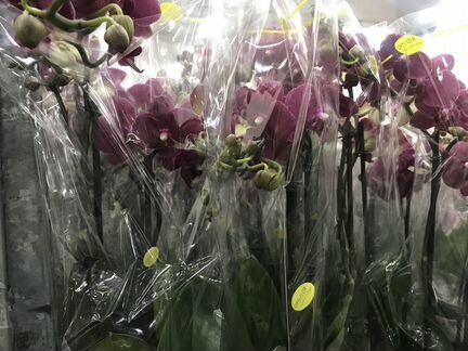 Фаленопсис Ред Микс. Доставка
